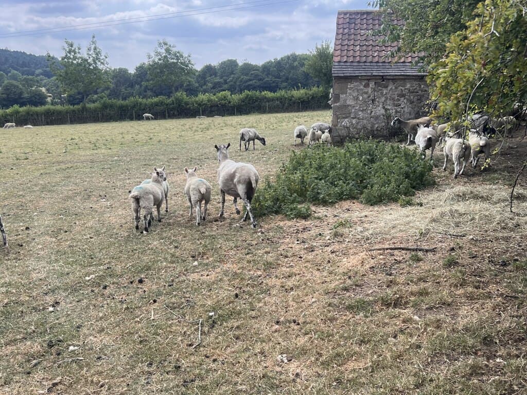 Sheep grazing beside a farm barn