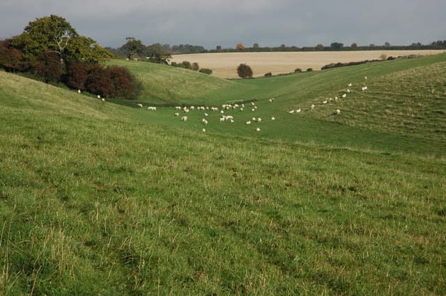 A flock of sheep across rolling farmland