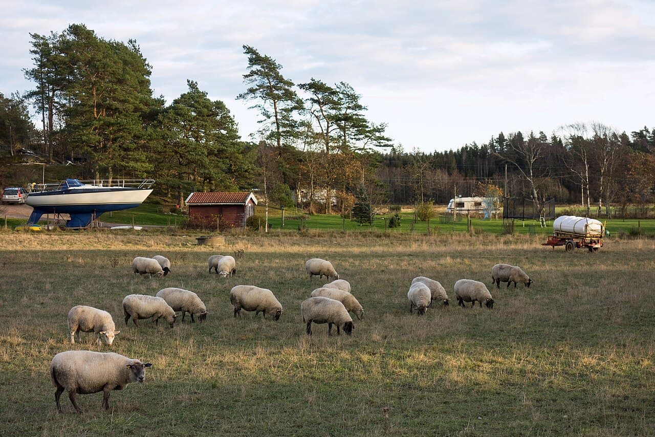 A flock of sheep grazing in a field