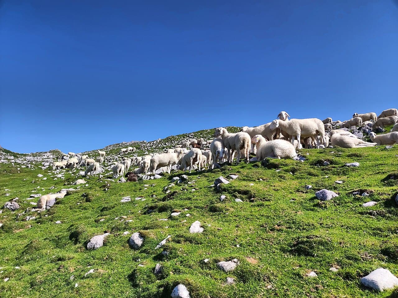 Sheep grazing on a grassy hillside